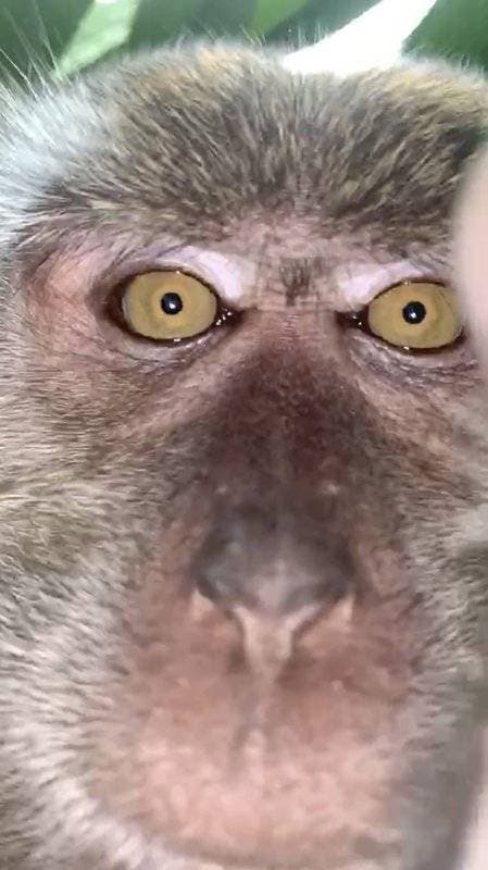 Joven dormía cuando mono robó su celular y se tomó selfies
