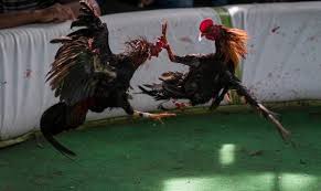 Ministro de Deportes autoriza jugadas de gallos de manera virtual