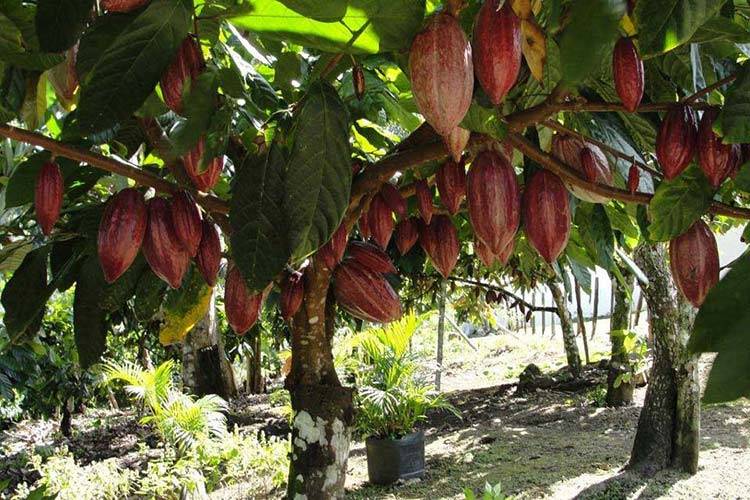 RD acogerá productores de banano y cacao de Latinoamérica en abril