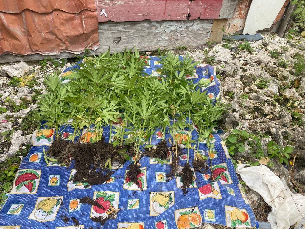 Desmantelan vivero donde cultivaban marihuana