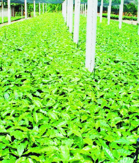 Indocafé  entrega 70 mil plantas  café antiroya en Jarabacoa