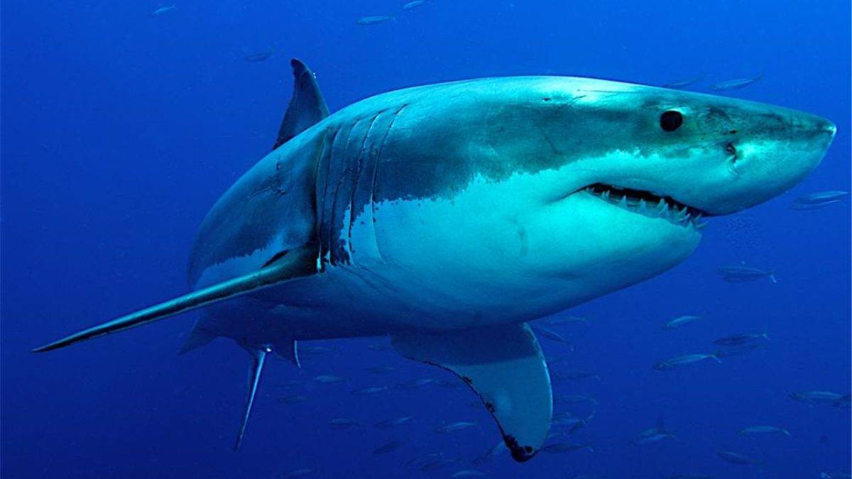 Muere mujer por el ataque de un tiburón en la isla de San Martín