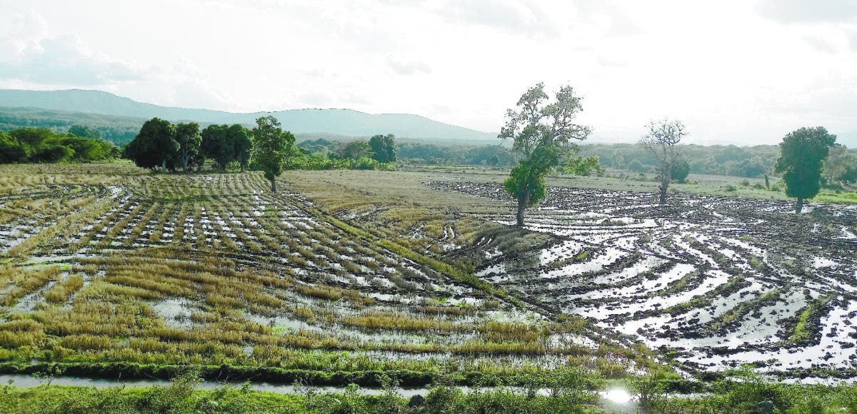 Productores agrícolas enfrentan autoridades por prohibir la siembra de arroz en San Juan