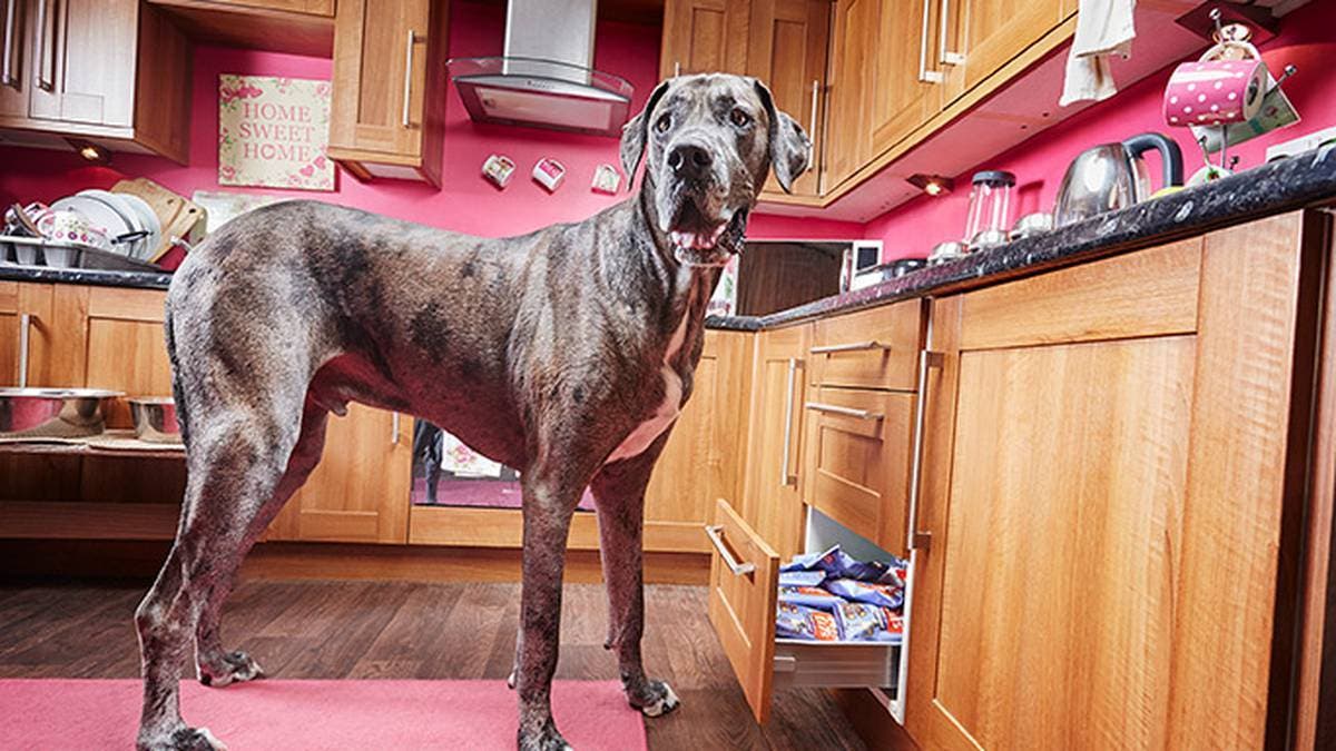 Murió Freddy, el perro más alto del mundo, según Guinness Records