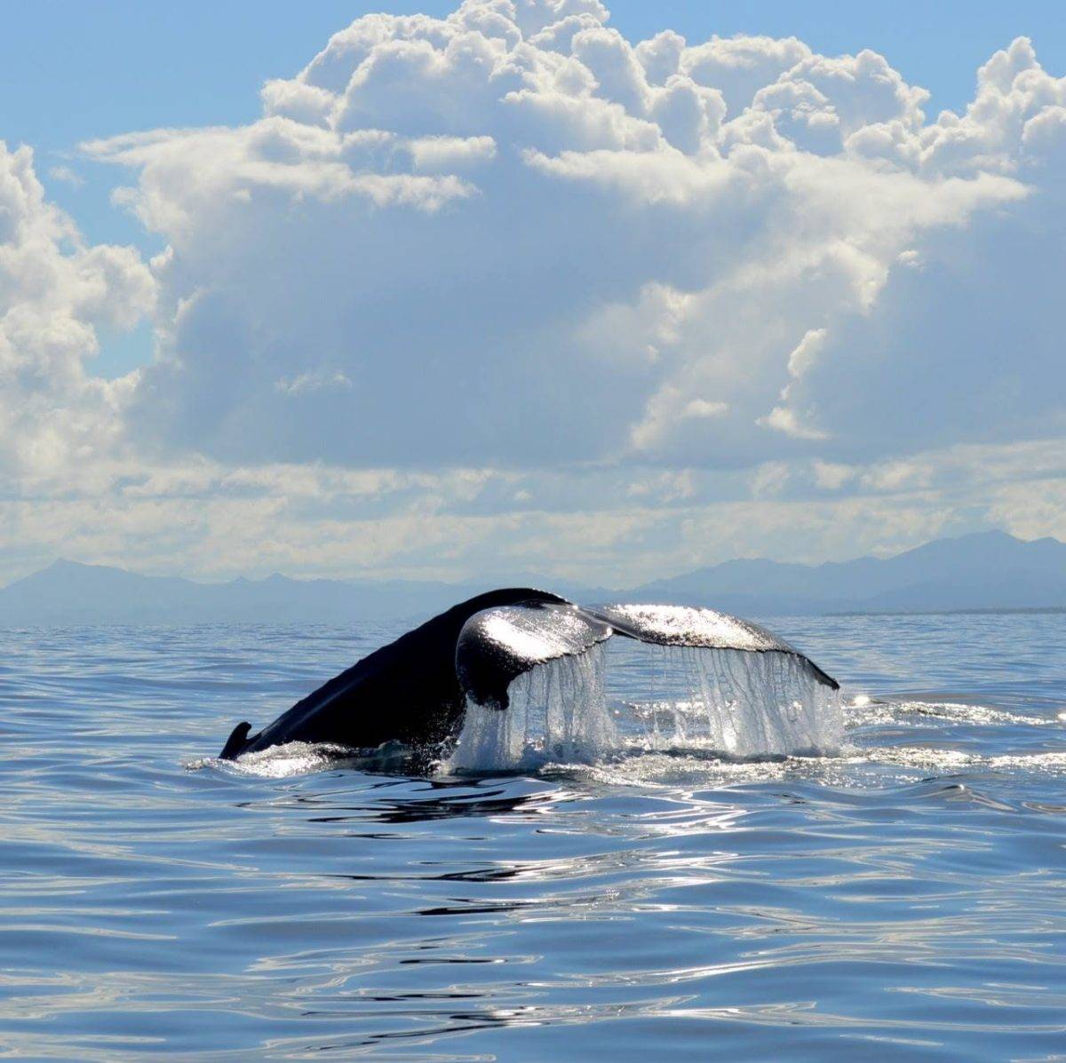 Conozca fecha y horario para observación de ballenas, pero con protocolo sanitario