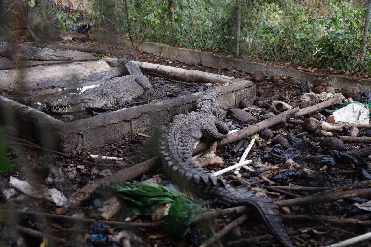 Medio Ambiente allana casa de pelotero José Rijo y rescata tres cocodrilos