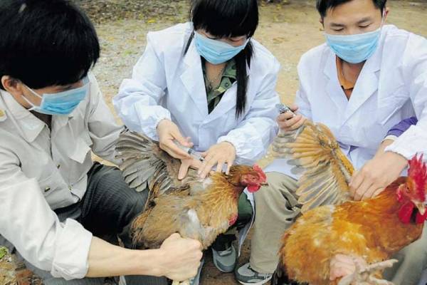 La OMS pide precaución ante casos de gripe aviar detectados en Rusia