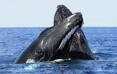 Bahía de Samaná: El retozar de las ballenas jorobadas, un espectáculo natural