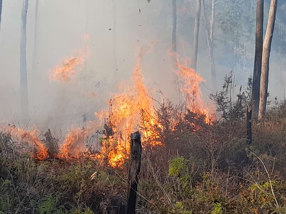 Incendio afecta la Sierra de Bahoruco