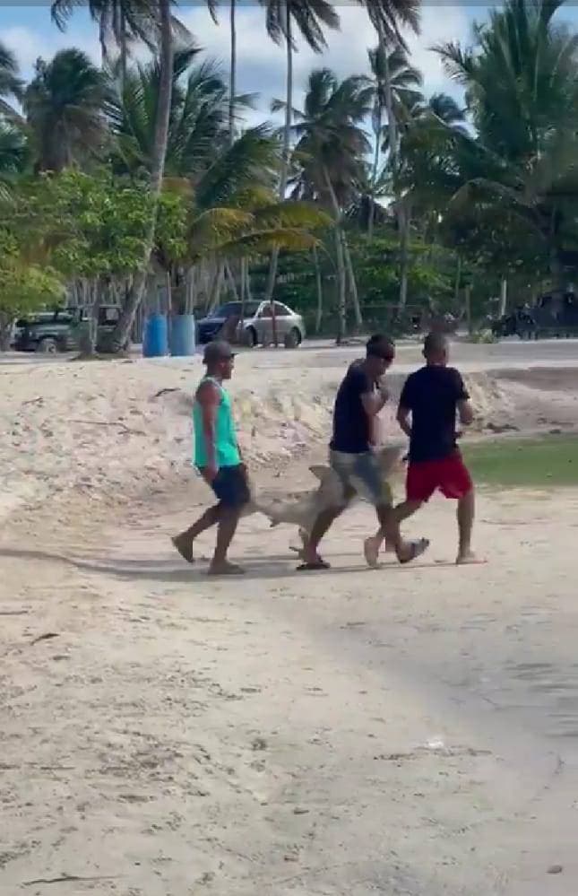 Video: Detienen jóvenes que pescaron ilegalmente a un tiburón en Samaná