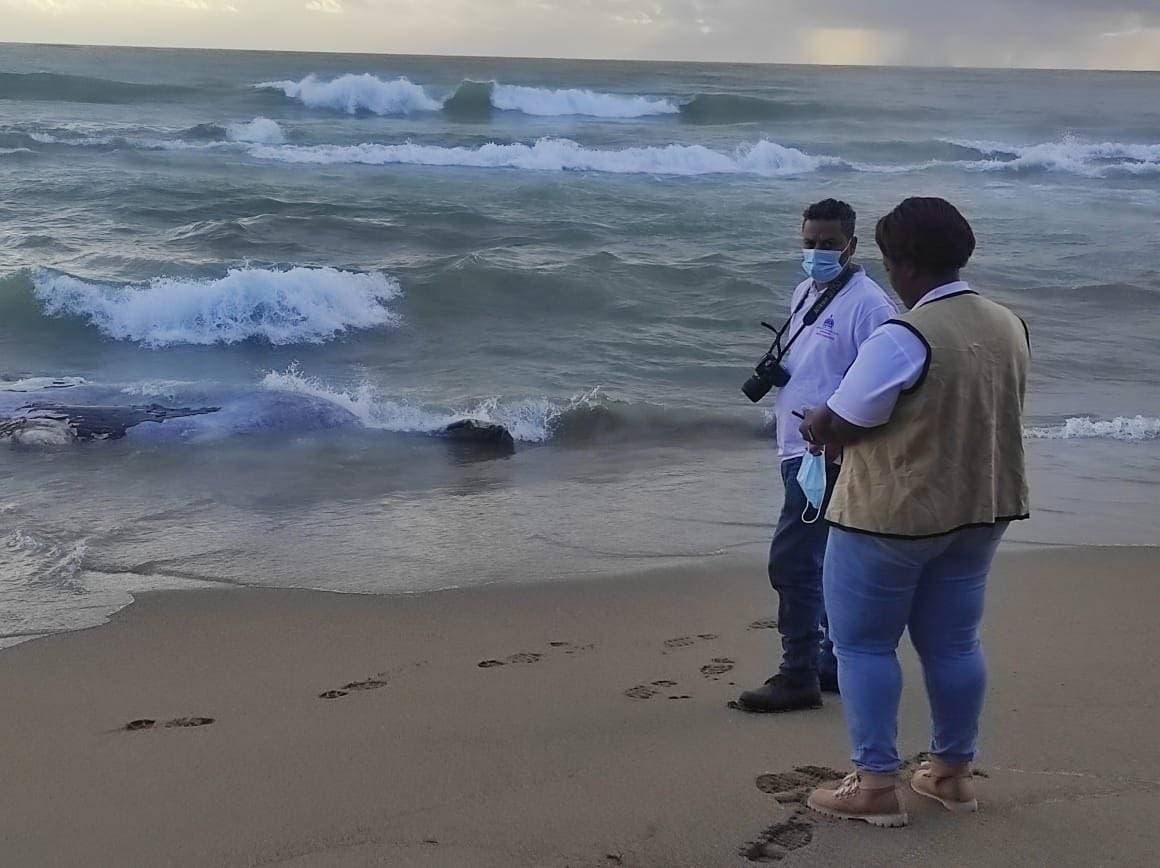 Medioambiente inicia extracción ballenato encontrado muerto en playa de Nagua
