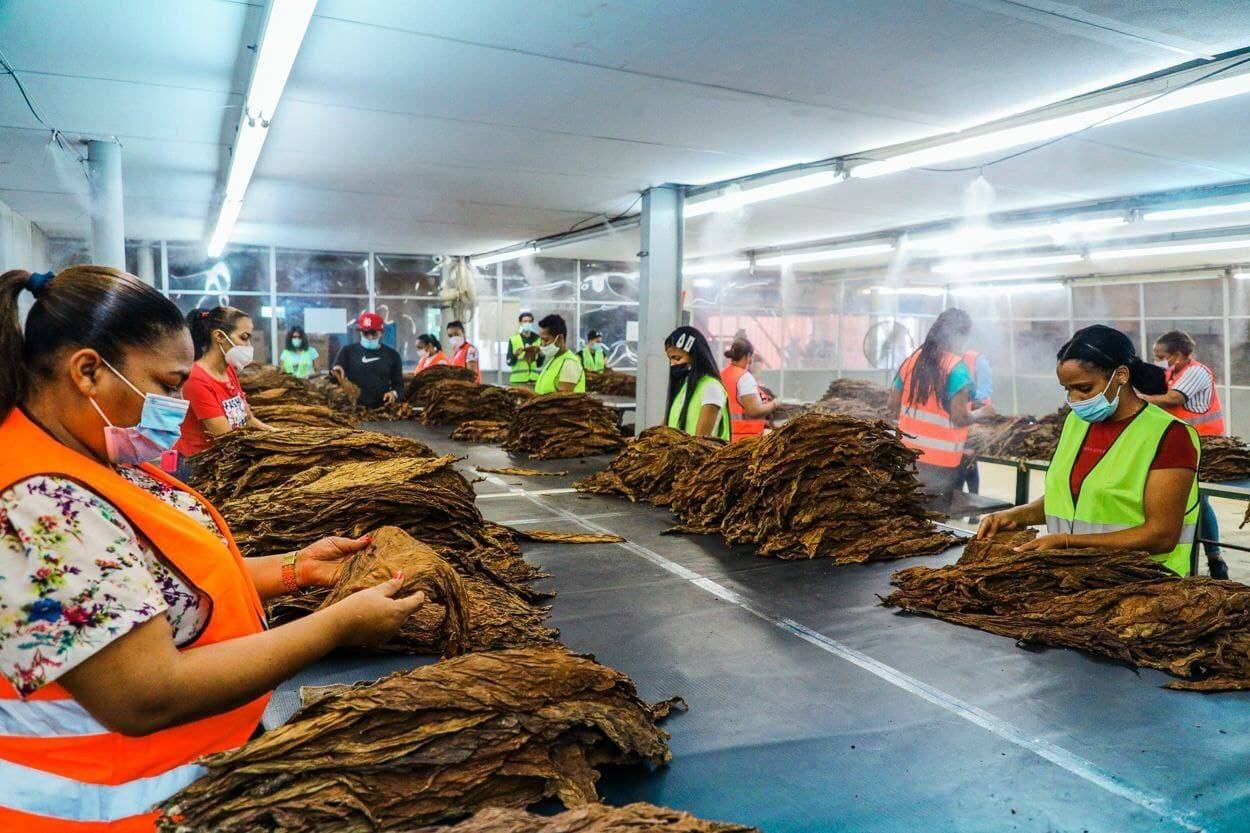 Sector tabaco incrementa sus exportaciones hacia Estados Unidos en un 50 %