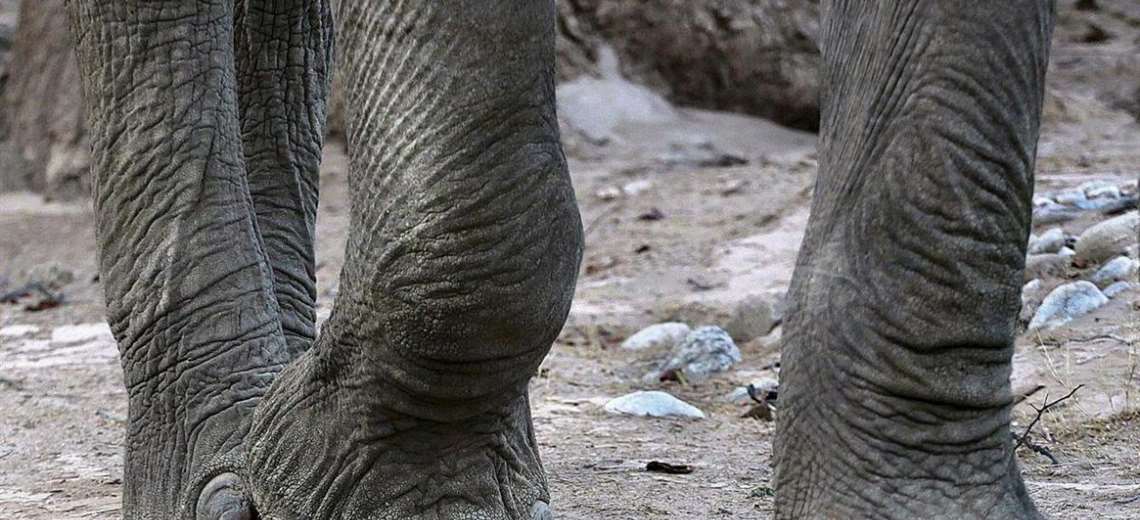 Muere un supuesto cazador furtivo pisoteado por elefantes en Sudáfrica