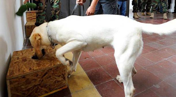 Emiratos usa perros como método rápido y no invasivo para detectar la Covid
