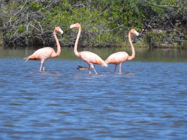 Flamencos 1