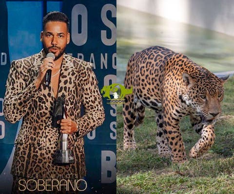 El Zoológico relaciona outfit de sus habitantes con el de famosos en  Premios Soberano