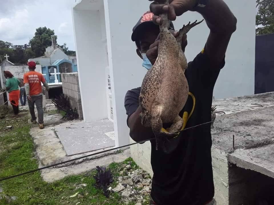 Sorprendidos residentes de La Romana por aparición de rana gigante en cementerio