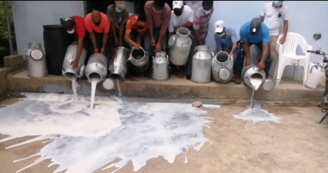 Ganaderos de Yásica botan cientos de litros de leche en protesta por disminución del precio de compra