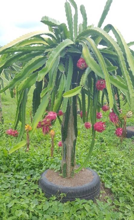 El país con gran potencial producir pitajaya exportar