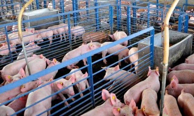 Canadá aumenta controles tras brote de peste porcina en República Dominicana