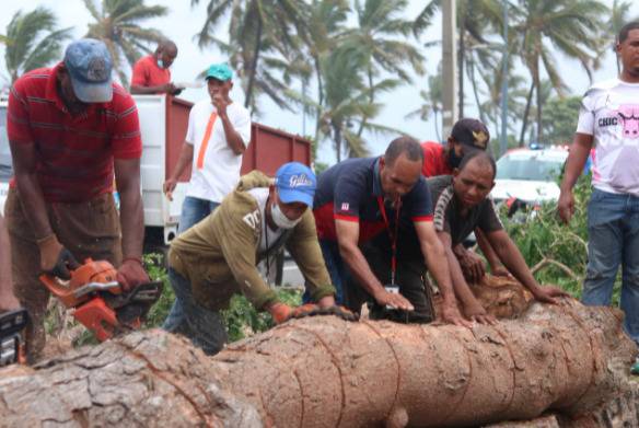 Tronco de arbol