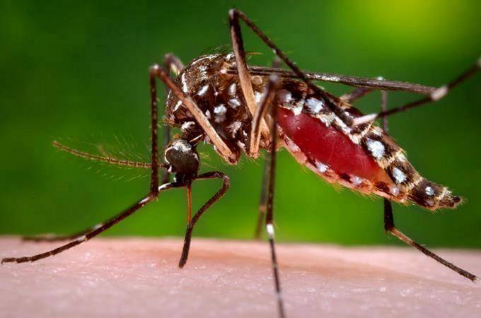 Dengue sigue hacia la baja; 82% malaria en Los Tres Brazos