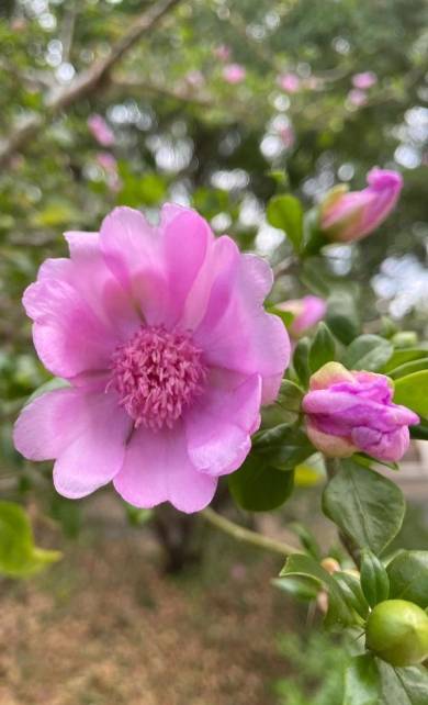 Medio Ambiente Proyecto: Buscan conservar la Rosa de Bayahíbe