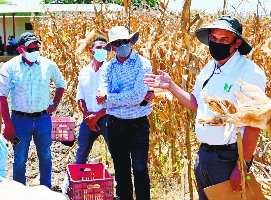 Idiaf presenta nuevos híbridos maíz a técnicos y productores