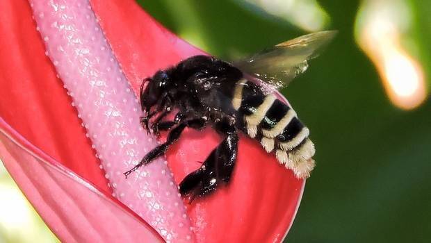 Descubren abeja mitad macho y mitad hembra en Ecuador