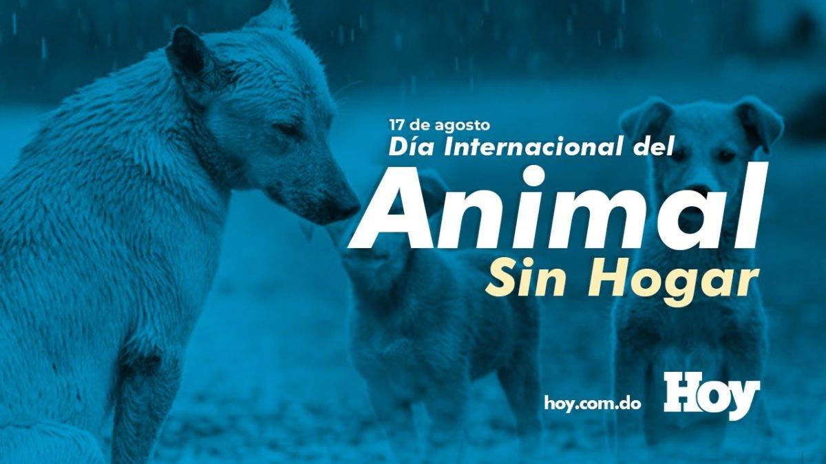 Día Internacional del Animal Sin Hogar: ¿Por qué es importante?