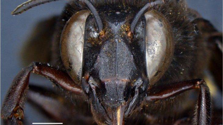 fotografia cedida inabio ecuador que muestra la abeja las orquideas eulaema meriana edited