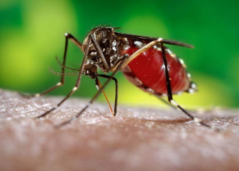 Salud Pública notifica 14 decesos dengue; 1,309 casos
