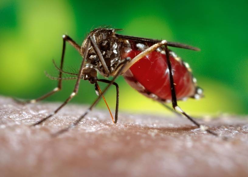Cuatro de diez niños con dengue están graves