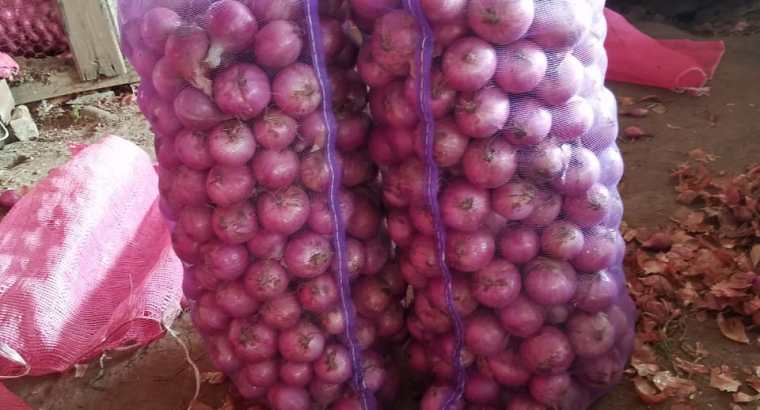 Denuncian podrían perderse más de 120 mil quintales de cebollas criollas tras importación del Gobierno