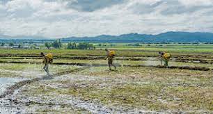 Asegura productores arroz se enfrentan a desafíos