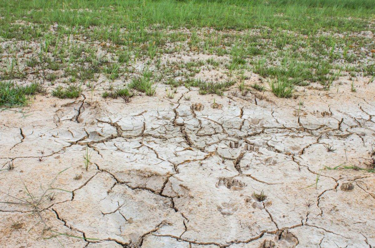 FAO advierte salinidad del suelo afecta a 1.500 millones de personas
