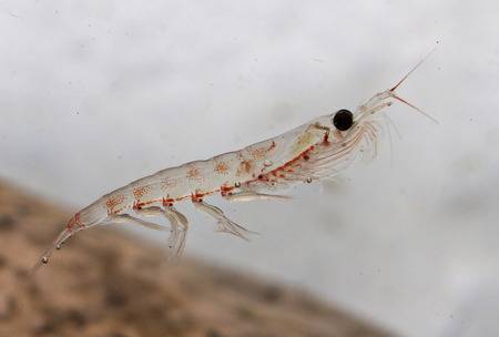 28300081 el krill antartico flotando en el agua cerca de la peninsula antartica