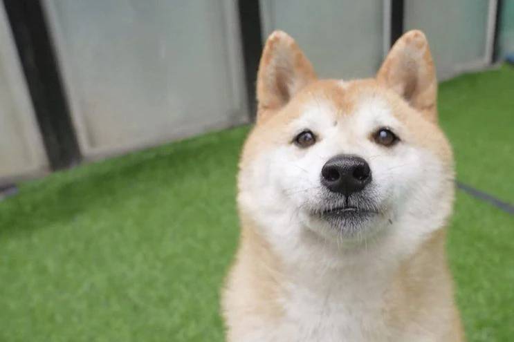Pagan 22.000 euros por perro abandonado que se viralizó en China