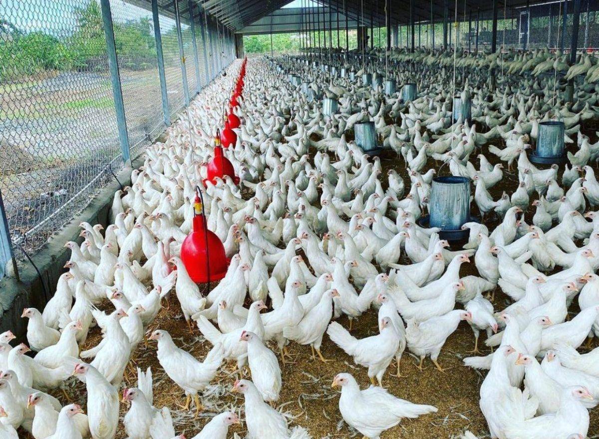 Avicultores producirán 21 MM pollos para diciembre