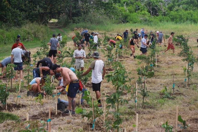Puerto Rico se une a campaña global y plantará un millón de árboles