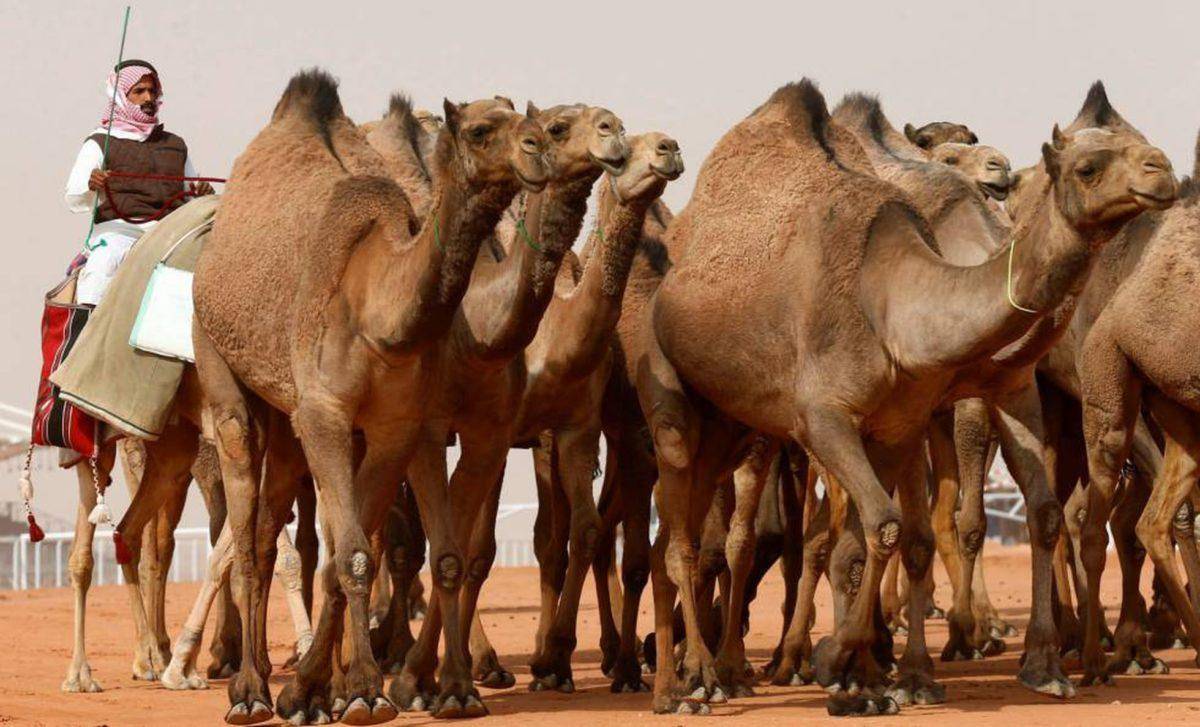 Camellos son expulsados de certamen de belleza por usar bótox y tener otras alteraciones