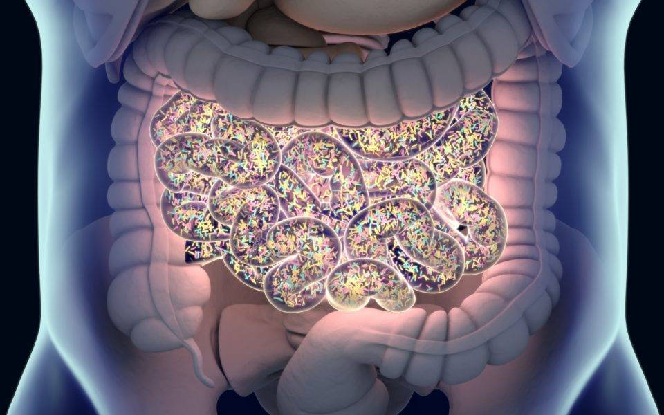 Estudio relaciona por primera vez el microbioma intestinal y el cáncer de próstata agresivo