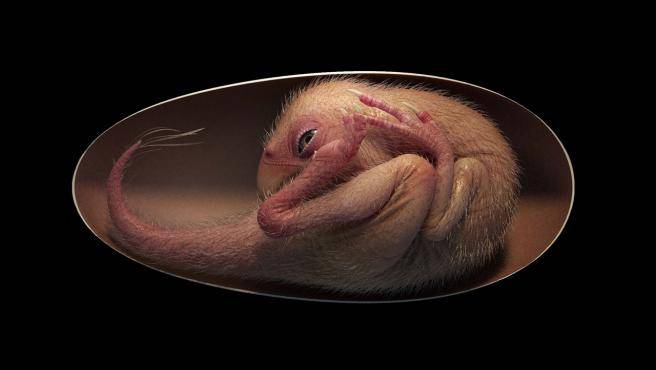 Embrión de dinosaurio exquisitamente conservado revela una extraña postura