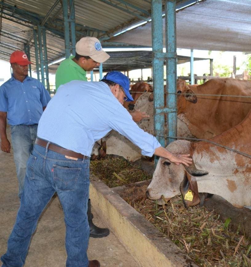 Consultor sugiere medidas desarrollar y modernizar ganadería