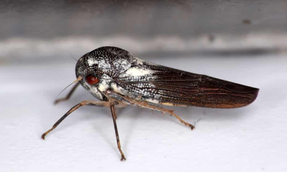 Descubierta una nueva especie de insecto “increíblemente raro»