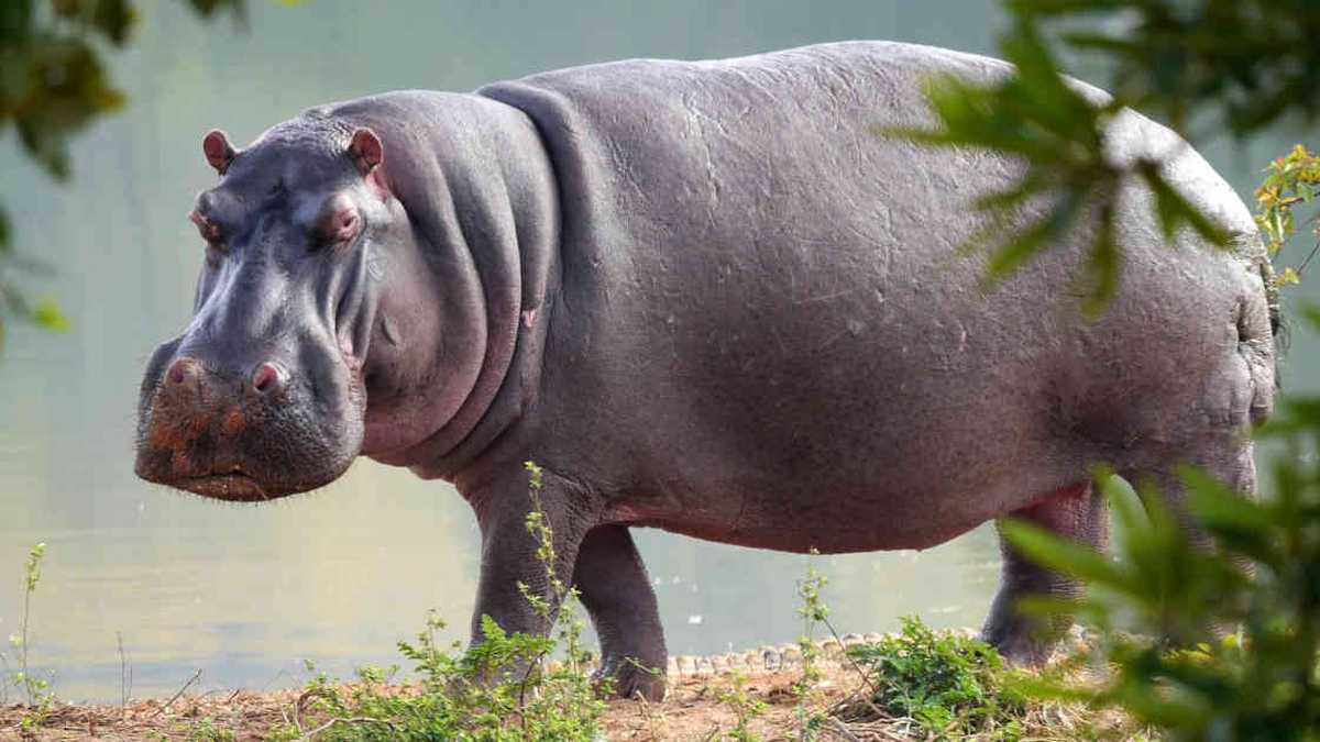 Los hipopótamos responden con menos agresividad a sus “vecinos»