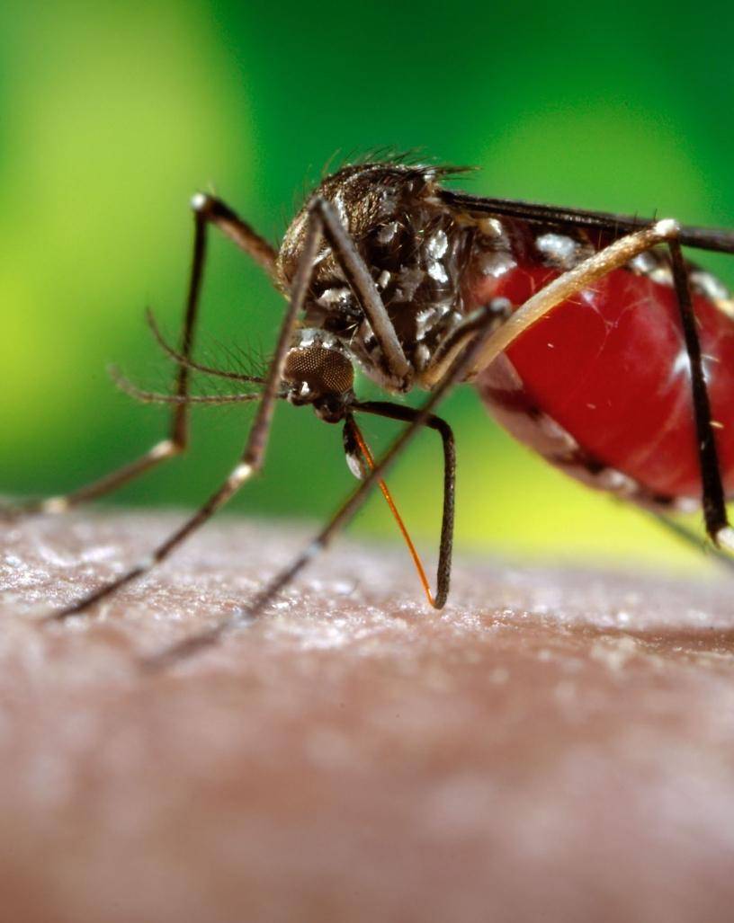 Dengue y la leptospirosis impactaron sistema en 2021