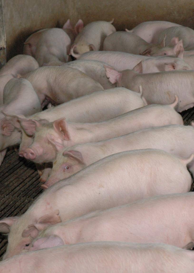 Gobierno no permitirá criar cerdos  traspatios