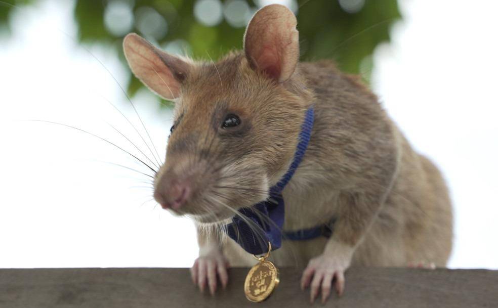 Muere Magawa, famosa rata detectora de minas terrestres en Camboya
