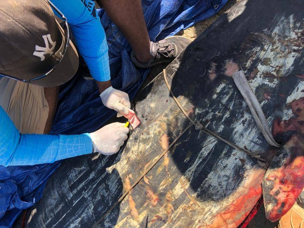 Ballena picuda encontrada en Montecristí falleció de forma fortuita